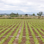 Cultivo de remolacha en la provincia de León. MARCIANO PÉREZ