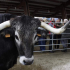 Riaño ha conseguido recuperar una de las ferias ganaderas más importantes de la zona, también conocida como feria de noviembre. CAMPOS