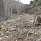 Tala de chopos maderables en San Esteban de Valdueza.
