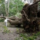 Un árbol de grandes dimensiones cayó en un parque de Lugo a causa de los fuertes vientos