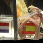 El pulpo Paul predice una victoria de España en su pecera del acuario Sealife de Oberhausen.
