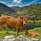 Mediante recetas sencillas, sabrosas y económicas, se transmite la esencia de un producto que es «de lujo» por cómo y dónde se produce, pero que es asequible y versátil a la hora de cocinar. De todo esto sin duda el mejor ejemplo es el cachopo, el nuevo p