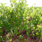 Imagen de una cepa de plantación tradicional de una viña histórico en la comarca de Los Oteros. DL