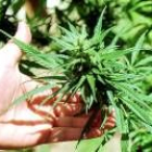 Una planta de cannabis, cuyo cultivo está prohibido por la actual legislación