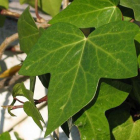 Ejemplar de hiedra Pothos (Epipremnum aureum)
