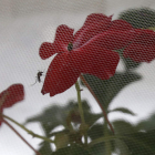 El mosquito Aedes aegypti, en una fotografía realizada en Río de Janeiro. MARCELO SAYAO