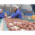 Trabajadoras en una cooperativa de castañas. L. DE LA MATA