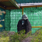 Águila en su nido artificial donde permanecerá hasta su primer vuelo exploratorio.