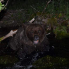 El oso estaba semisumergido en un arroyo al ser rescatado. DL