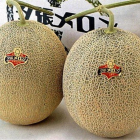 Dos melones de la marca Yubari.