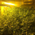 Plantas de marihuana localizadas en el interior del inmueble.