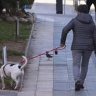 Perro en un parque