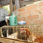 Jacinto Rodríguez, de Trobajo del Cerecedo, vive con su hijo y su nuera, que se encargan de las gallinas y conejos.