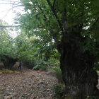 El proyecto transfronterizo hispanoluso persigue la conservación del bosque del castaño. a. f. b.