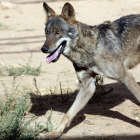 En toda la provincia leonesa se han abatido 25 de los 53 lobos autorizados por la Junta de Castilla y León. EDUARDO MARGARETO