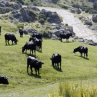 Rebaños de avileñas en el puerto del Pico en la zona de Gredos.