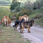 Dos mastines siguen los pasos de unas vacas en la comarca de Laciana.