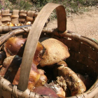 Varias setas recién recogidas en el Bierzo, en una imagen de archivo. L. DE LA MATA