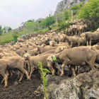 Han sido radiomarcadas 27 hembras y tres machos de un rebaño de unas mil ovejas. DL