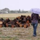 Los troncos de pino permanecían cortados ayer en Villanueva de Gómez en Ávila