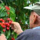 Un agricultor recoge cerezas en la comarca berciana.