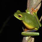 Imagen de una de las ranas australianas que desaparecieron a causa del hongo. JODY ROWLEY