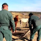 La Guardia Civil investiga al propietario de una finca de Lucena del Puerto (Huelva) por un delito relativo a la Protección de la Flora y Fauna y Animales después de que se encontraran en ella un total de 12 equinos de su propiedad abandonados y en estado