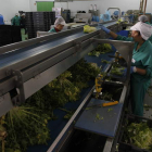 Una de las dos líneas de producción de la planta de Ensaladas Verdes ubicada en Villarejo de Órbigo.