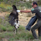 Miembros de los Agentes Rurales de la comarca de la Noguera recogen el cadáver de un ave electrocutada.