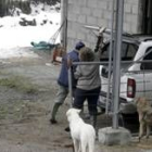 Vecinos de Fago se encargan de atender el ganado de Santiago Mainar