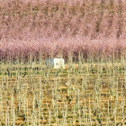 Campos en primavera.