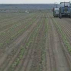 Las prácticas agrarias se incluyen en la materia de asesoramiento para la gestión de las ayudas PAC