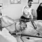 Un policía intenta encontrar explosivos o armas en el burro que lleva a un minusválido a votar
