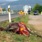 Uno de los caballos quedó muerto fuera de la N-VI.
