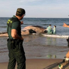 Una ballena de seis toneladas de peso y diez metros de largo varada en una playa del término municipal de Cullera (Valencia).