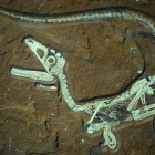 Los restos fósiles de un dinosaurio encontrado en Alemania.