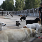 La perrera está situada en las inmediaciones del mercado nacional de ganados. RAMIRO