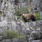 Imagen de archivo de un ejemplar de oso pardo por los bosques de León