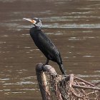 Un cormorán descansa sobre una rama en el río Esla, a su paso por Valencia de Don Juan.