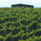 Las ocho hectáreas de viñedo que se extienden frente a la bodega son la base de elaboración de los populares 'Preto'.