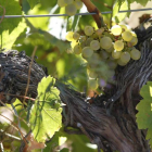 Uvas blancas de la variedad blanca en un viñedo de la DO Tierra de León