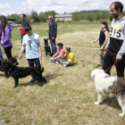 La selección de perros pastor de carea contó con buenos ejemplares de esta raza. CAMPOS