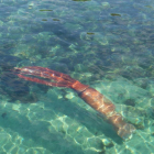 El ejemplar de calamar gigante, de unos 105 kilos, fotografiado en la playa de Bares (Coruña) por un vecino de León.