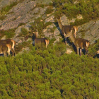 Grupo de ciervos en la zona de Picos de Europa. LA JURBIAL