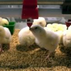 Los productores de pollos secundarán el paro indefinido desde el jueves