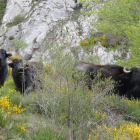 Los animales se adpatan perfectamente al pasto verde que abunda en el valle. CAMPOS