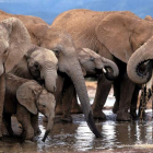 Parque Nacional de elefantes en Addo, cerca de Port Elizabeth, en Sudáfrica. JON HRUSA