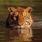 Un tigre de bengala, en un lago de Tailandia.