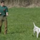 La feria de perros de caza finaliza hoy