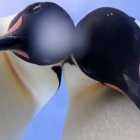 Los dos pingüinos protagonistas del selfie de la Antártida.